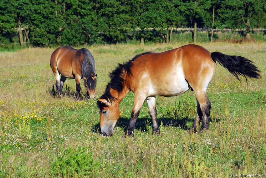 Draft horses (draught horses), cold blooded horses