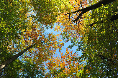 Floresta temperada, floresta outono