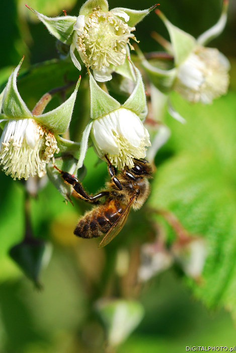 Flores de framboesas, abelha
