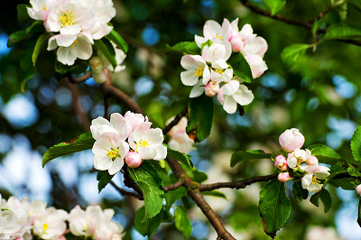 Appelboom, appel bloemen, appelbloesem