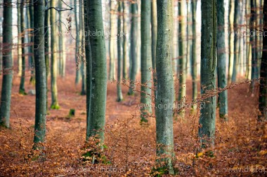 Las bukowy jesieni