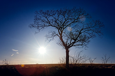 Sun and Tree