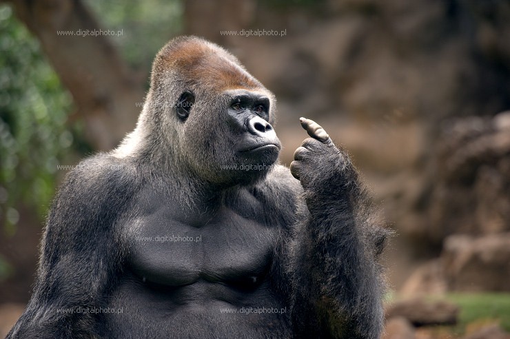 Gorilla (Gorilla), bilder av gorillor 