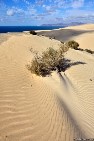 Fotos de natureza - Fuerteventura