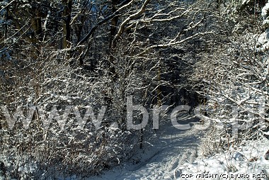 Naturphotography - vinter