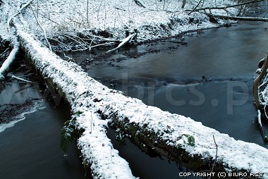 Zima - drzewo przerzucone przez rzek