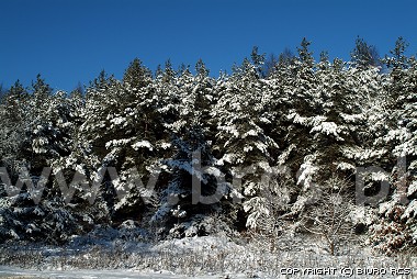 Zima - las wierkowy
