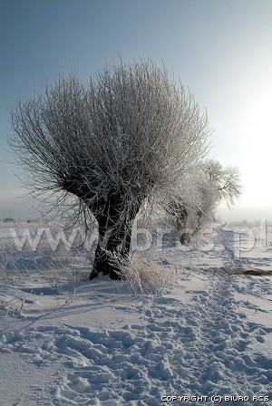 Wilgen - Winter landschappen