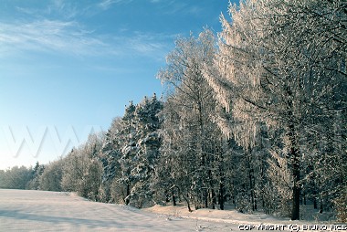 Vinter landskap - skog - trds