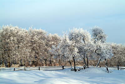 Zima - szron na drzewach 
