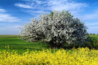 Wiosna - Kwitnce drzewo - Rzepak