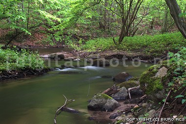Potok pynie przez las