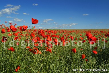 Pictures of poppies