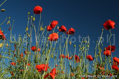 Meadow flowers - poppy