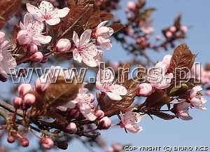 Wiosna - kwitnce drzewo