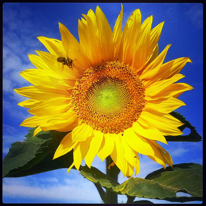 Sunflower season