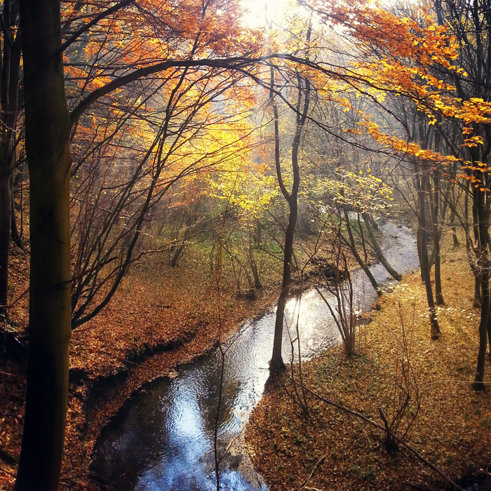 Autumn in the Kashubian forest