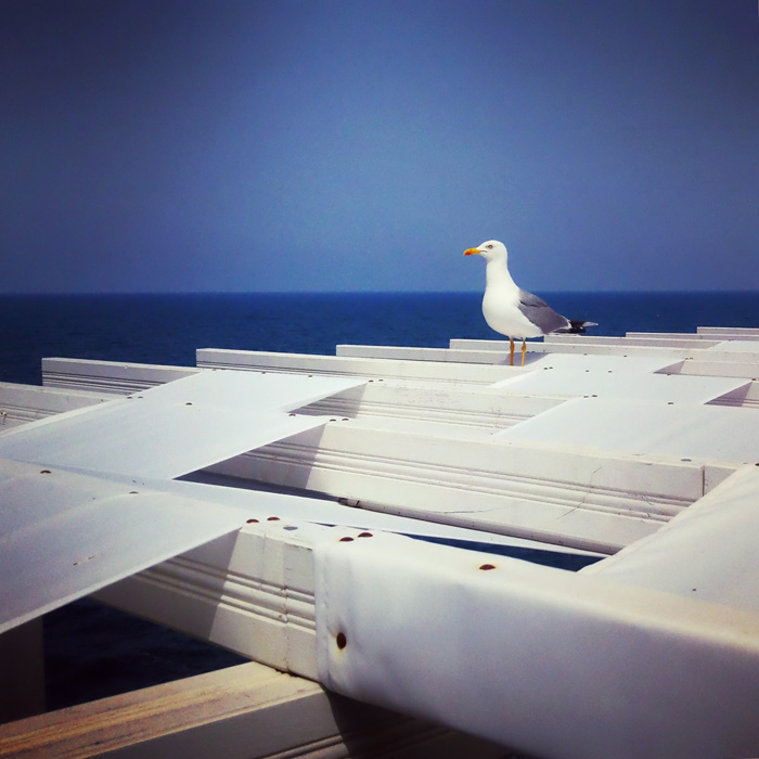 Seagull in Sozopol 