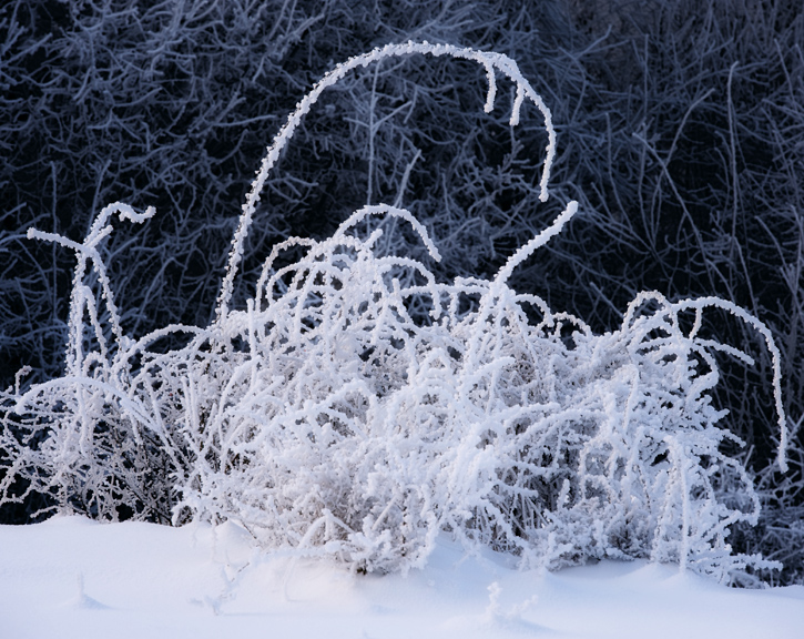 Zimowe obrazki - naturalne ozdoby