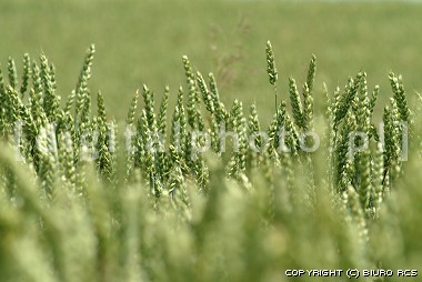 Foto av havren, wheat