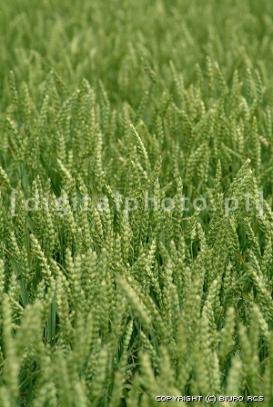 Photographie des graines, blé