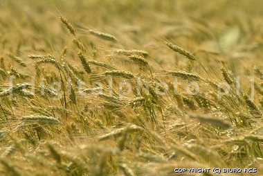 pola uprawne - fotografia zbóż