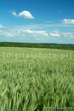 Billeder i den wheat