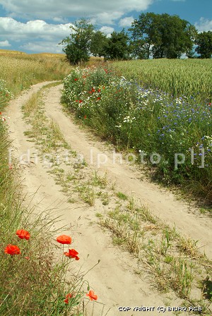 Wiejska droga - pole kwiaty - lato