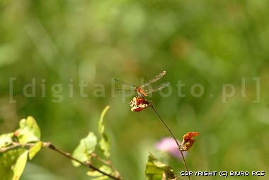 Odonata, Insecta fotos, libélulas, libelinhas