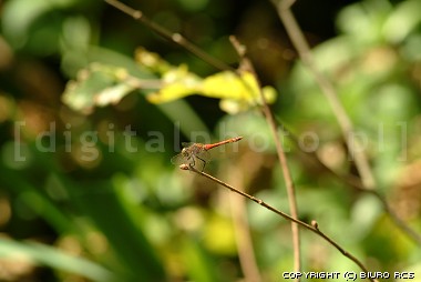 Bilde av dragonfly