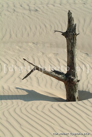 Paesaggi, Dune