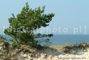 Träd på sanden