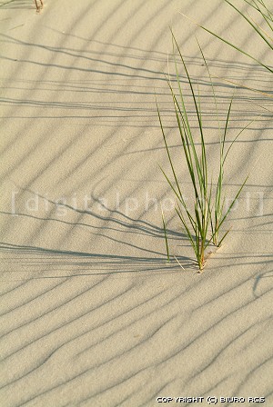 Gräs på en sand
