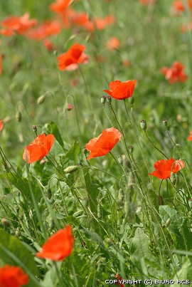 Poppies - Country flowers