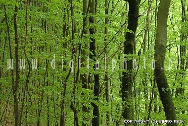 Skog - bokträd - Sommar