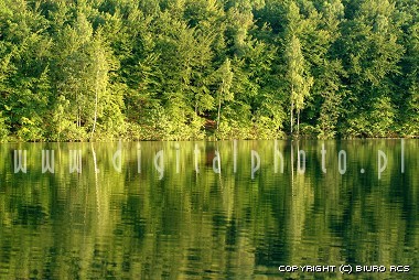Image du lac et de la forêt