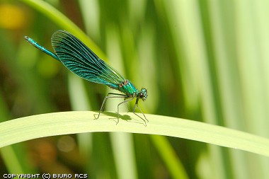Billeder i dragonfly