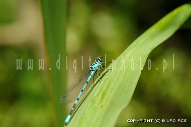 Dragon-fly images