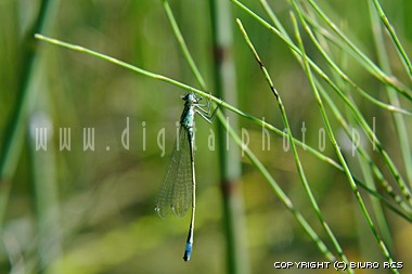 Billeder i dragonflies