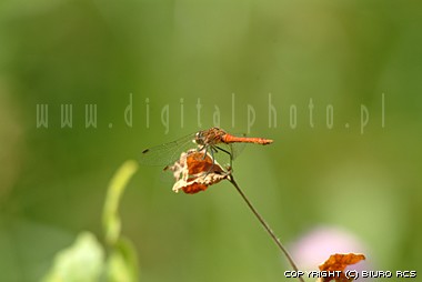 Dragonfly billed