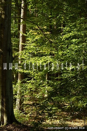 foto - legno - foresta