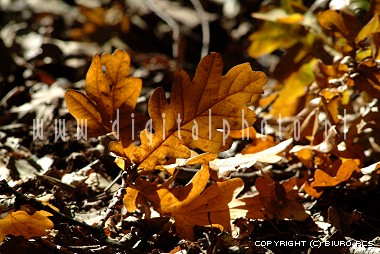 liście dębu - jesień