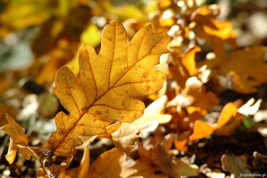 liście dębu  jesienią