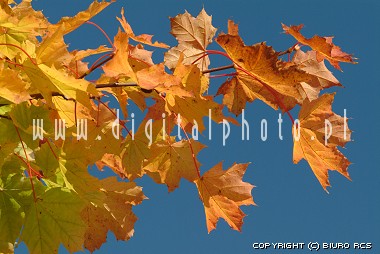 Färger av hösten