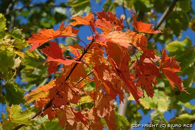 Liście klonu - jesień - kolory
