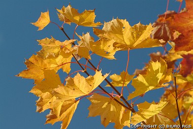 Jesiene krajobrazy - liści klonu