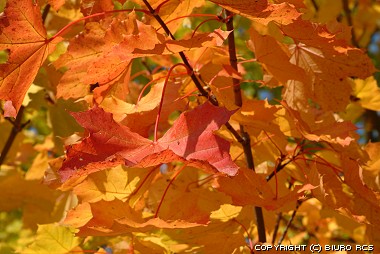 Pousse des feuilles des érables en automne