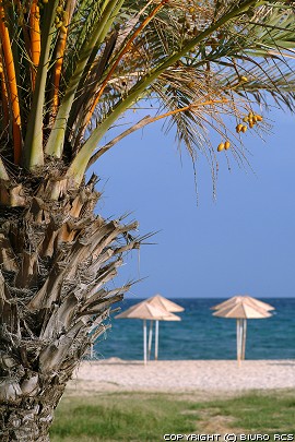 Daktylpalmträd på badstranden i Tunisien