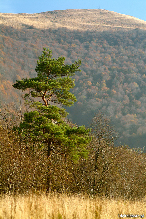 Autumn, photos of mountains, pine