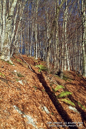 Landskap - skog - trä